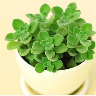 防辐射 摸摸香碰碰香盆栽 桌面防辐射 驱蚊多肉植物批发 奇趣植物