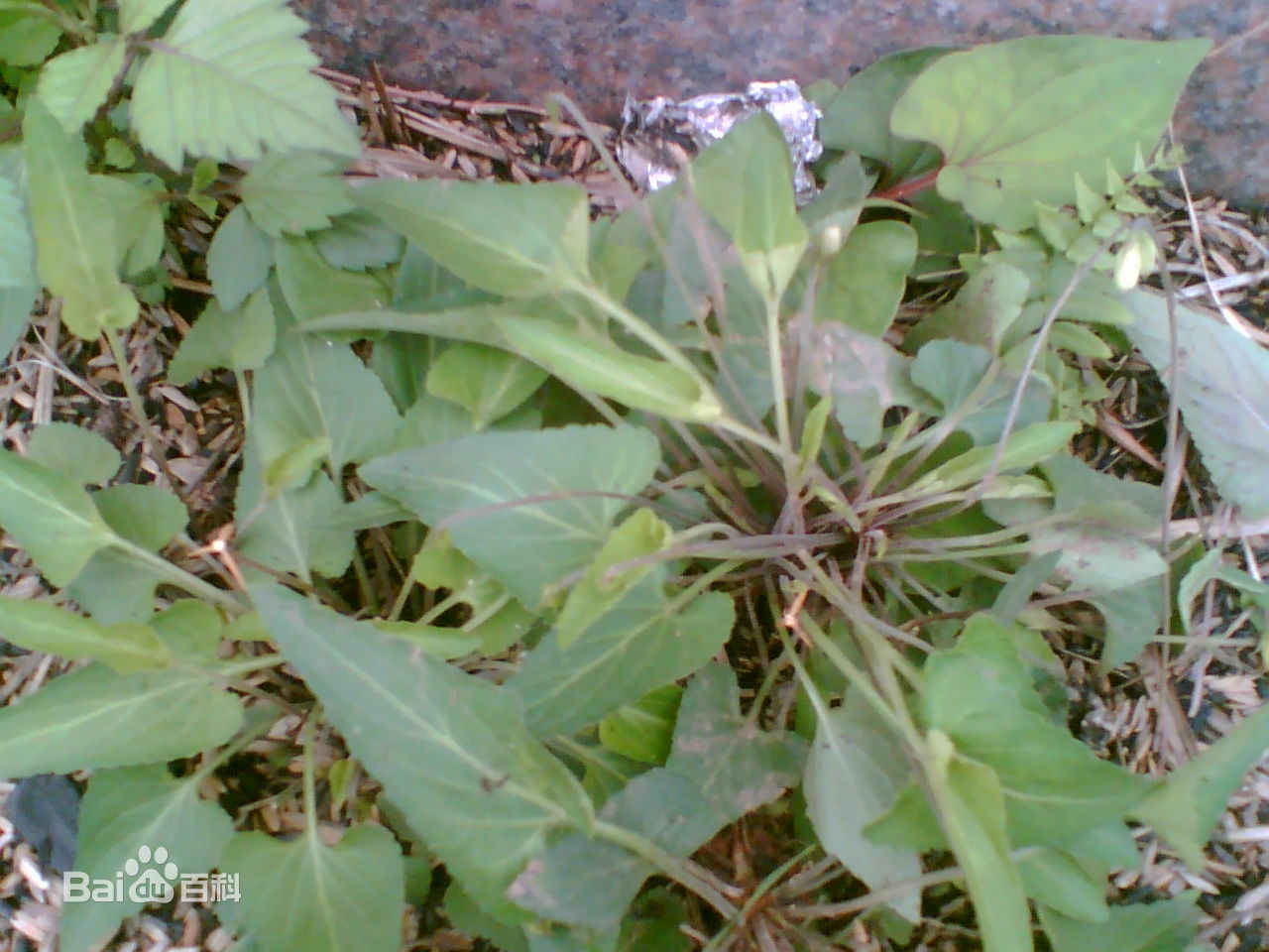 野生鮮犁頭草紫金鎖草藥小甜水茄三角草地丁草紫地丁全草紫花地丁