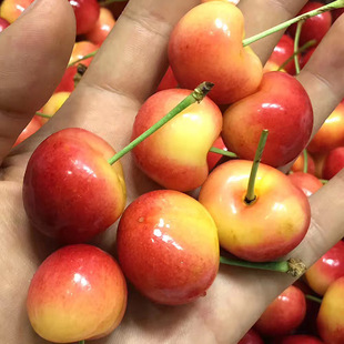 【江浙沪包邮】美国rainier蕾尼尔黄樱桃车厘子2斤装