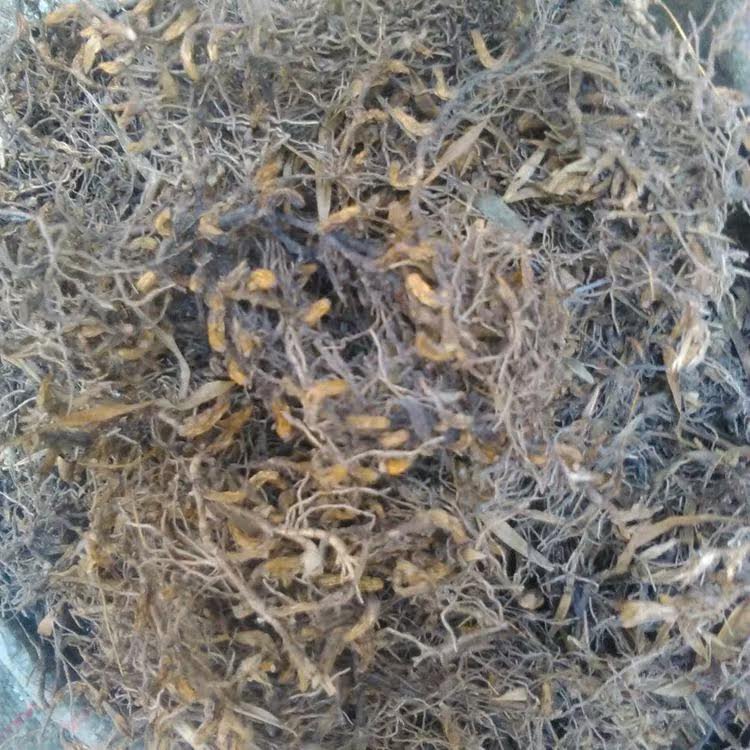 寿宁陈大姐特产 天然野生岩豆 山草药自然太阳晒干除烦 500克特价