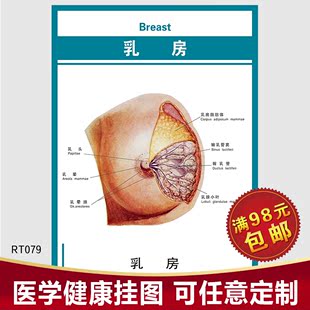 醫療人體經絡穴位大掛圖.全套中醫針灸標準掛圖整套3張