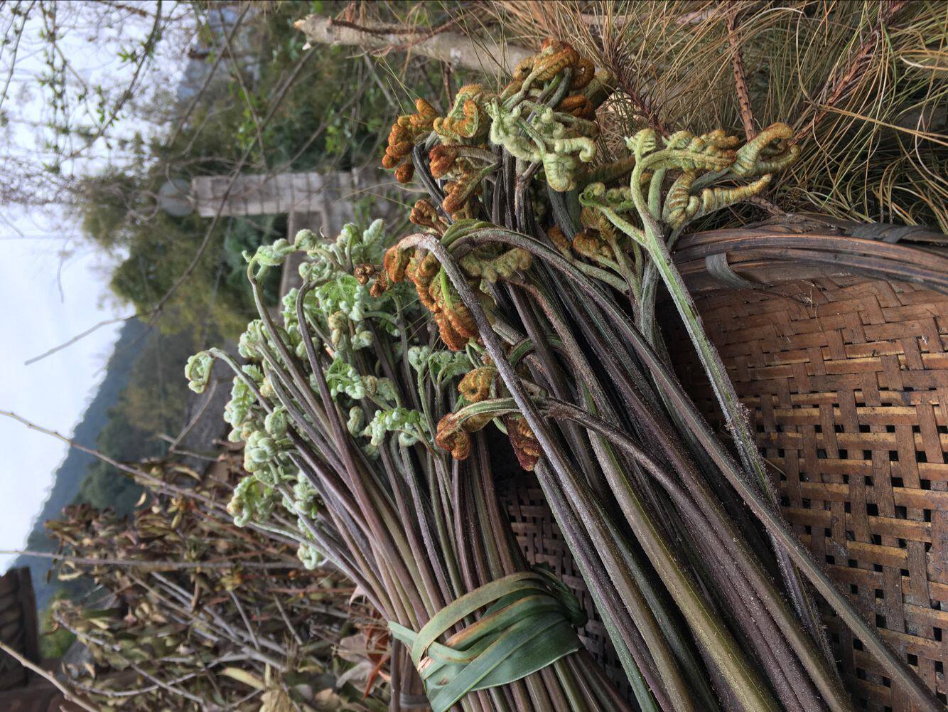 2017贵州现摘野生新鲜蕨菜 新鲜野生蕨菜6斤装蕨菜新鲜包邮