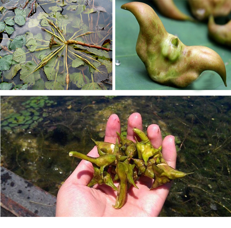 爱食派洪泽湖特产野生现摘菱角新鲜水老菱角新鲜蔬菜水果2500g