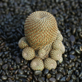 植物员外 鹿角柱属银钮美花角桃太郎仙人球仙人掌多肉植物盆栽