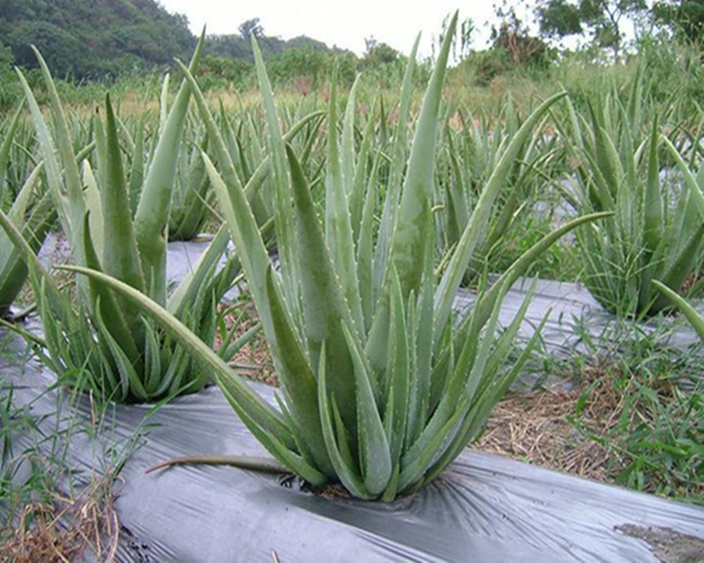 美容蘆薈盆栽庫拉索大蘆薈盆栽可食用可美容祛痘綠植室內花卉包郵