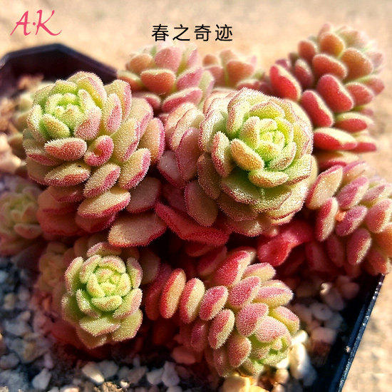 ak多肉 春之奇迹爆盆群生多肉植物优品组合拼盘绿植花卉满包邮