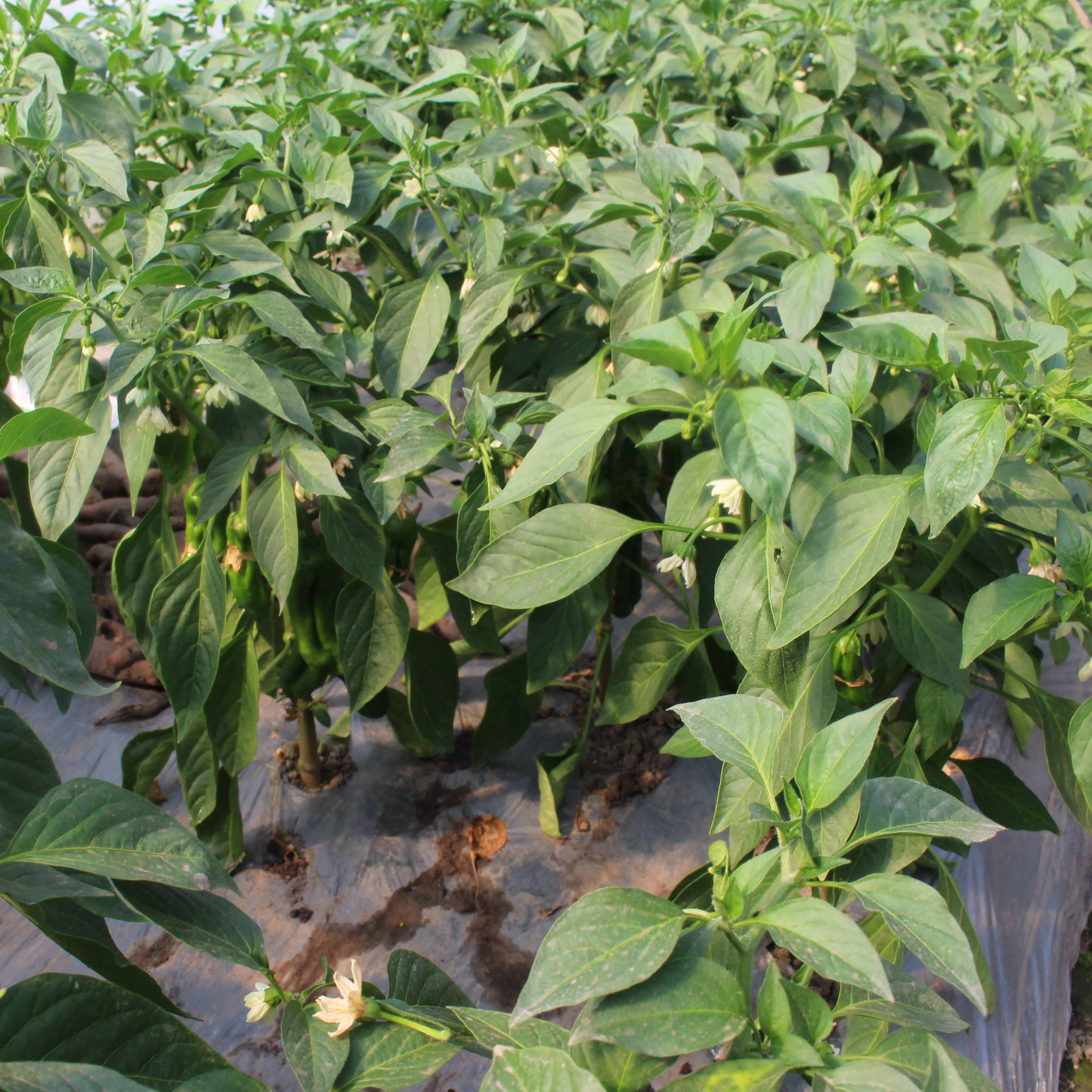 4斤装纯天然新鲜蔬菜野生荠菜秋荠菜野菜野生地菜