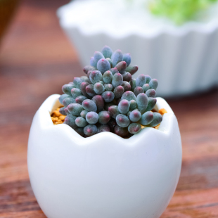 盆栽 婴儿手指多肉植物单头室内盆栽办公室阳台绿植 植艺