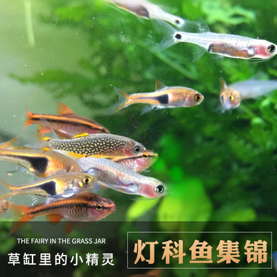 進口熱帶活魚包郵觀賞魚活體水草缸淡水迷你燈魚套餐小型寶蓮燈魚