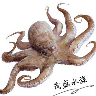 活体 章鱼活体 海水水族观赏宠物 迷你八爪鱼 小型大章鱼茂盛水族促销
