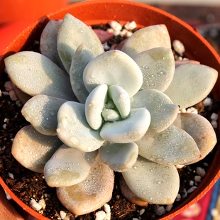 阳辰多肉植物雪桃单头正版 新品杂交特价一物一拍满200包邮顺丰