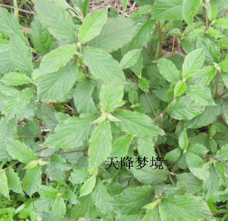 野生新鲜中草药材土牛膝鸡掇鼻 倒钩草白花土牛七 白牛膝土牛膝根