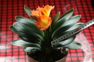 包邮君子兰小苗长春纯正国兰精品虎头麻脸珍珠王绿植盆栽净化空气