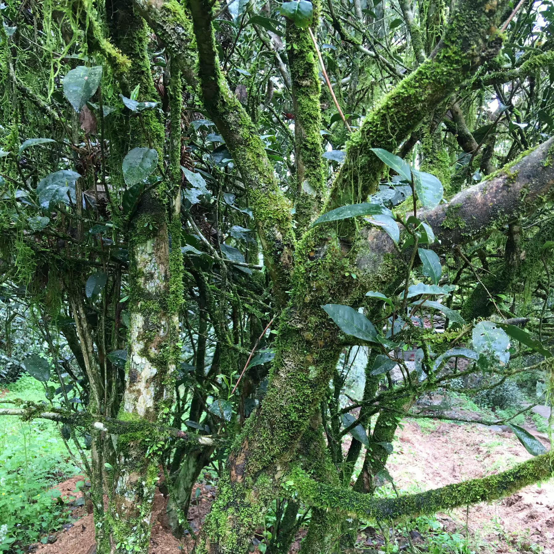 【小千山珍】晓山堂岩茶 慧苑水仙 三坑两涧正岩大红袍8.5g*16泡