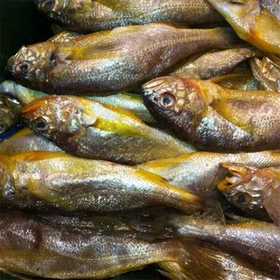 家常菜 粗鳞野生小黄鱼 家常菜 每斤11-15条 新鲜东海海鲜野生小黄鱼