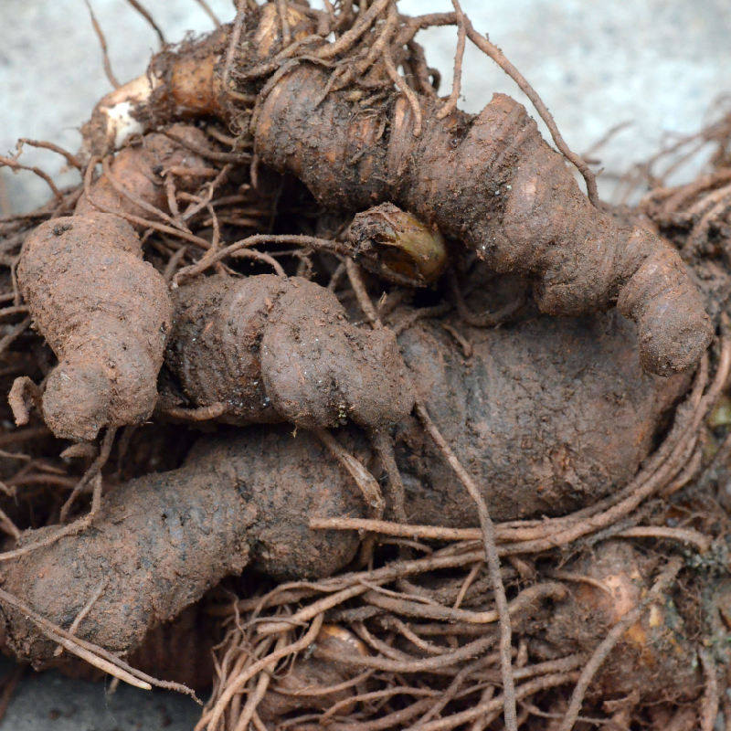 缅甸小重楼25克缅甸野生七叶一枝花草河车蚤休可切片磨粉中药材