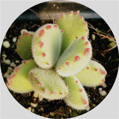 爱花花卉 绿熊童子老桩多头群熊树熊掌带红爪多肉植物花卉盆栽