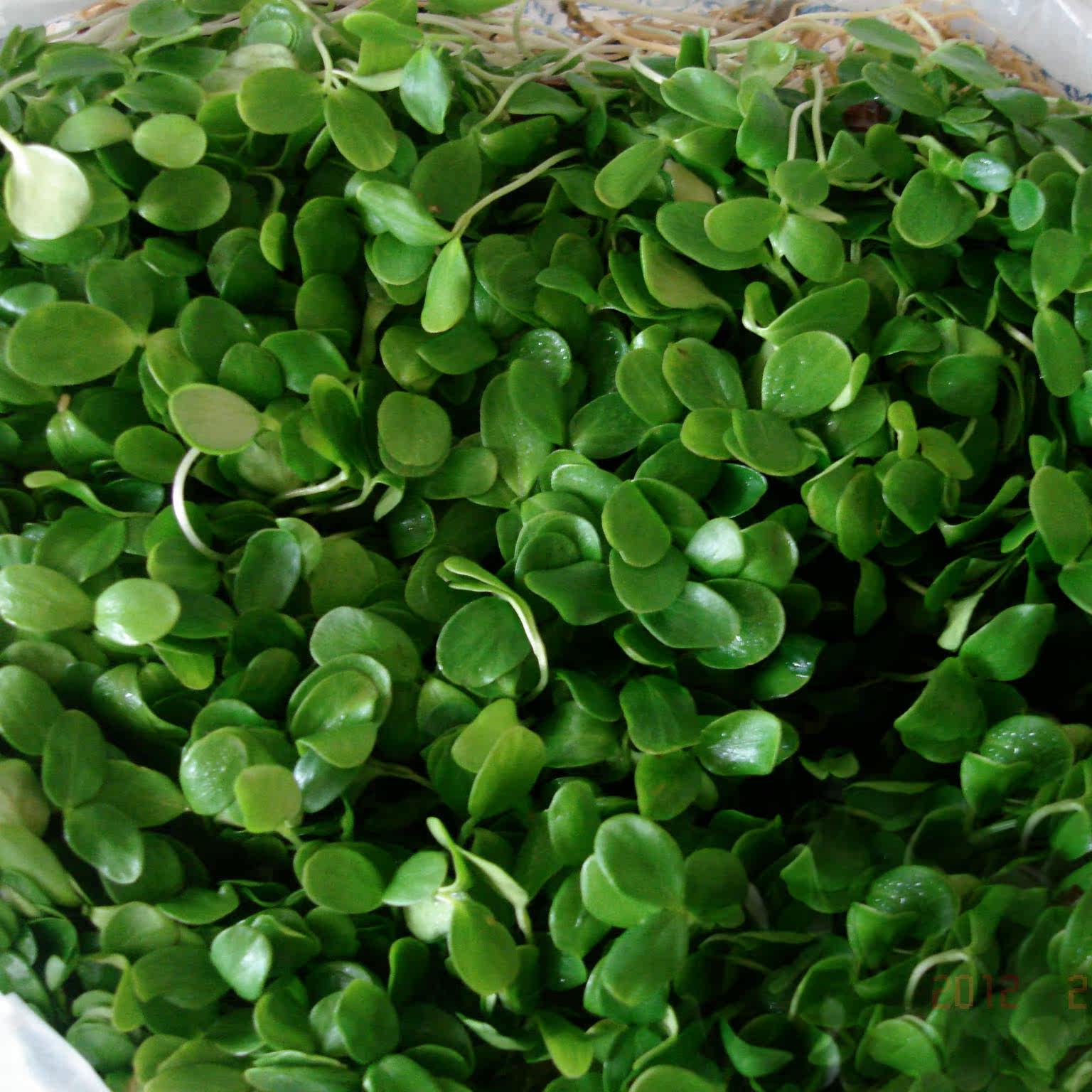 新鲜蔬菜 野菜 豆苗 香椿苗 新鲜春苗 私房珍品 同城配送1盒