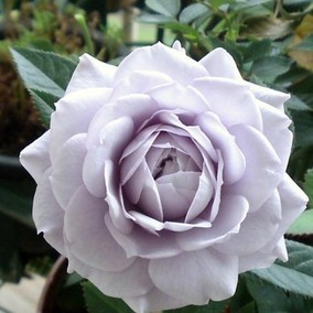 天狼月季朱诺杯花苗阳台盆栽日月花卉四季开花庭院玫瑰花观花植物_双