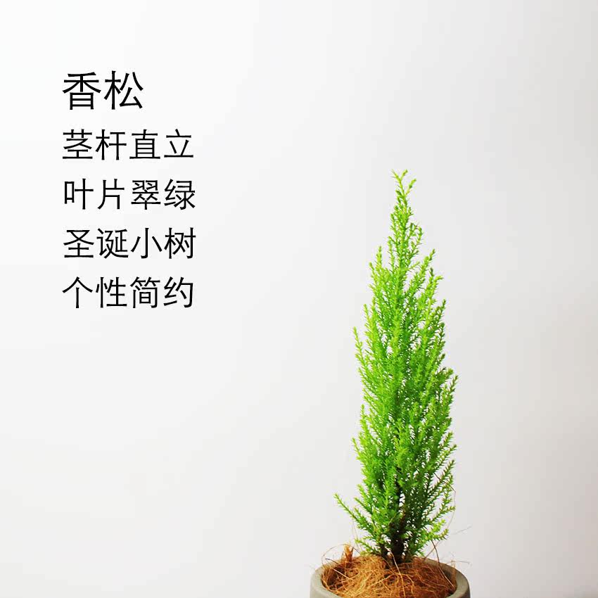 盆栽香松黑了,香松盆栽,香松盆栽图片(第2页)_大山谷图库
