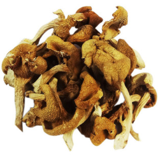 东北特产长白山野生黄玉蘑菇干菌类滑子蘑干天然有机食品2份包邮