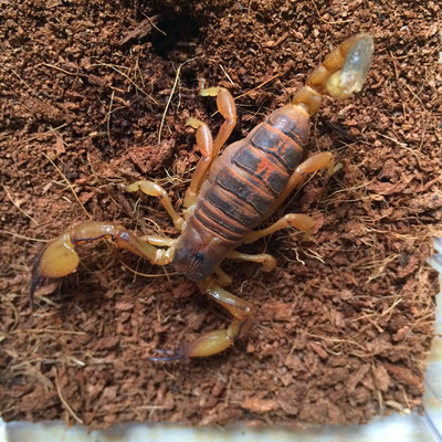进口非洲黄爪蝎亚成5-6cm左右宠物蝎子沙漠肉钳蝎活体蝎子