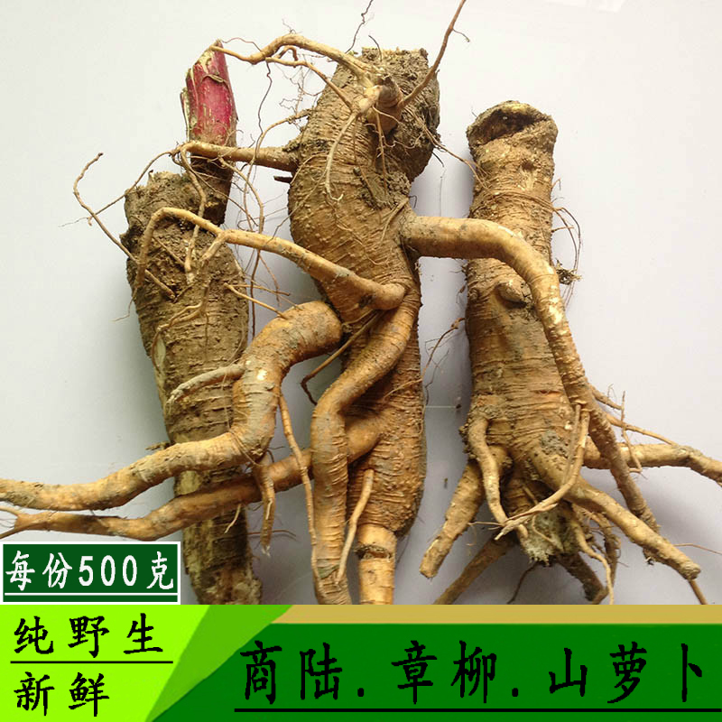 【每份500g】新鮮商陸根 野生現挖大莧菜土冬瓜章柳根山蘿蔔藥材