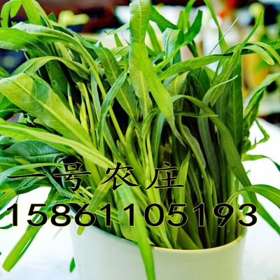 小叶空心菜种子水陆皆可 柳叶空心菜籽 高产 耐旱耐涝 易种蔬菜