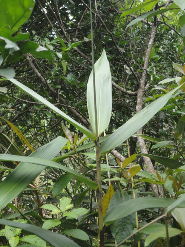 广东正宗野生大芒叶非箬竹芦苇叶端午新鲜粽叶省内2份免邮现摘发