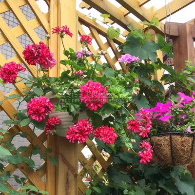 天竺葵 蔓天 海滩 双色天竺葵 垂吊天竺葵阳台花园植物 不包活