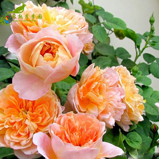 欧月印象派月季扦插花苗蔷薇玫瑰灌木花卉植物庭院