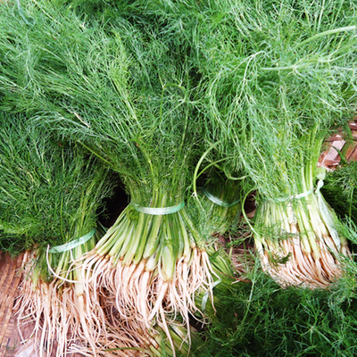 1千克云南新鲜野菜茴香欢迎全国蔬菜销售餐馆特色食材农家菜