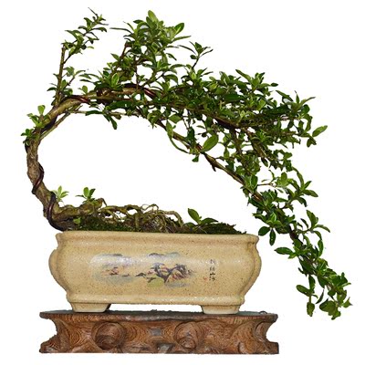 【苏亦家】六月雪微型盆景实物树桩桌面迷你小盆栽中国风满天星