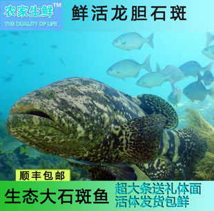 石斑魚 新鮮石斑 海鮮 海產品龍膽魚 深海魚鮮活發貨三斤順豐包郵