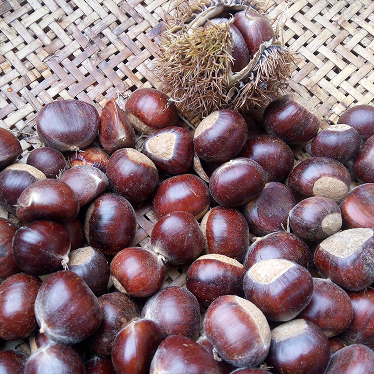 2016沂蒙山农家特产正宗新鲜板栗生板栗毛栗子五斤包邮