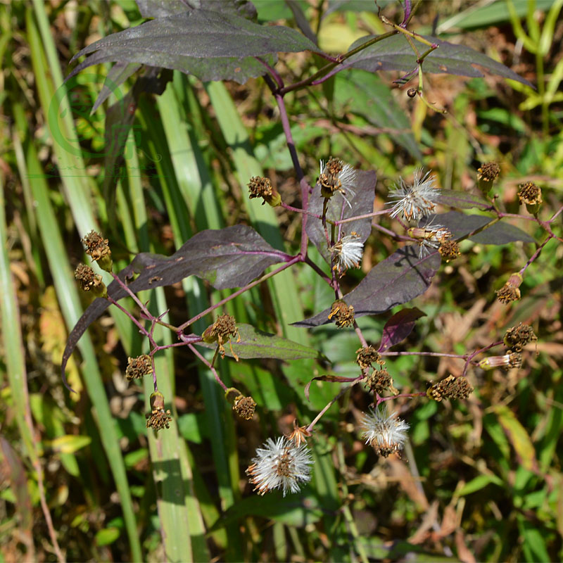 新鮮千里光 九里明 黃花母 野菊花 野生中藥材500克包郵