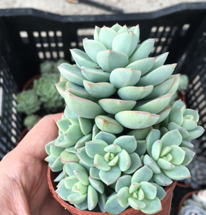 皇冠群生多头一盆 韩国多肉植物 一物一拍