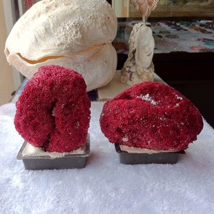 家居饰品7-丙 满29元包邮红珊瑚盆摆件珊瑚花珊瑚盆景海螺白珊瑚家居