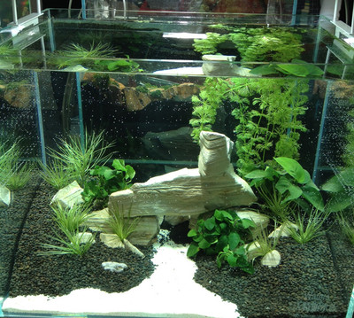 2斤千层石 三湖慈鲷水草鱼缸造景装饰石头白色水族箱假山