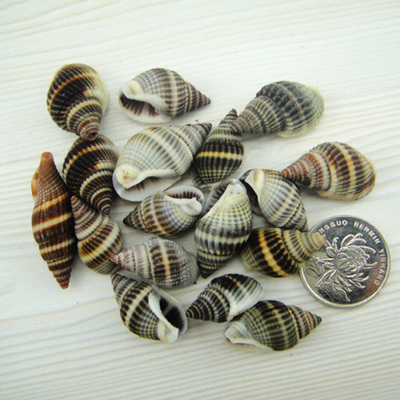 黑条纹节螺 小海螺贝壳 diy创意水族鱼缸地台婚礼饰品装饰