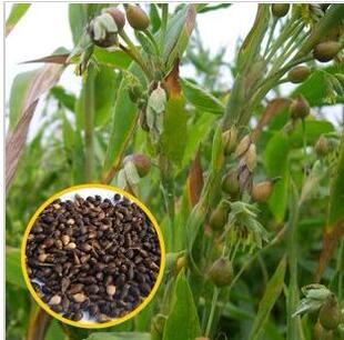 进口牧草种子狼尾草皇竹草沙打旺燕麦大力士高梁紫粒苋鸭茅草种子