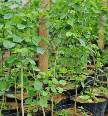 印度大叶紫檀苗 紫檀树苗 细叶紫檀苗 珍惜名贵苗木 10棵以上包邮