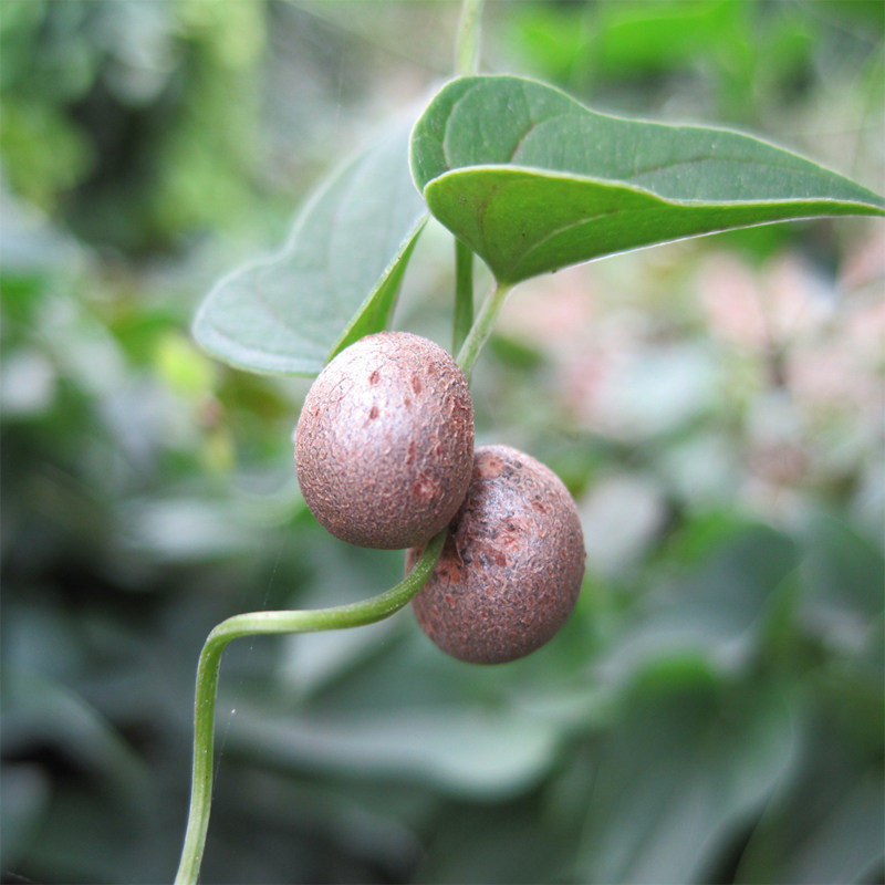 河南焦作铁棍山药豆500克 垆土怀山药蛋 余零子限区拍3斤包邮