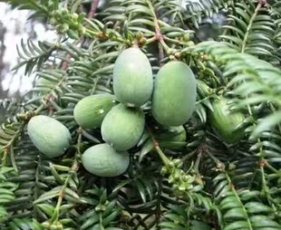 批发林木种子 厂家封装国产简单多年生秋季春季绿色种子 种子榧树