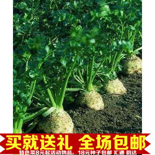 百联f1 根芹种子 进口根芹种子 进口芹菜蔬菜种子约20粒散装