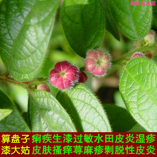 新鲜现采草药 毛漆算盘子 漆大姑 野南瓜 漆大伯枝叶 顺丰航空