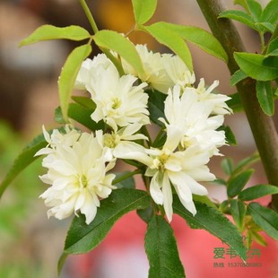 庭院陽臺攀緣爬藤植物 十里香 七里香 黃木香花苗木香盆栽苗包郵