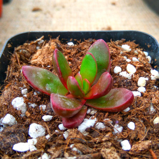 小懒的多肉植物乐园 小单头 韩国进口克拉夫 状态佳 多肉植物