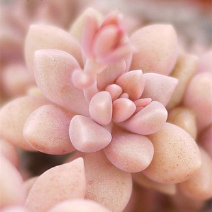 多肉植物 丸叶姬秋丽 老桩大群生 基地直销满额包邮 全场批发