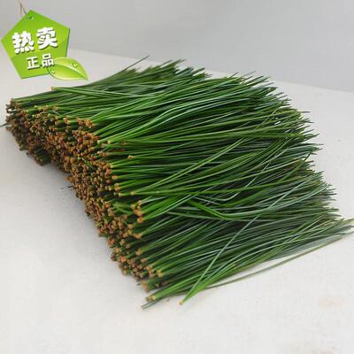 长白山野生红松针新鲜松针马尾松针酵素松针叶松针茶全松茶养生茶